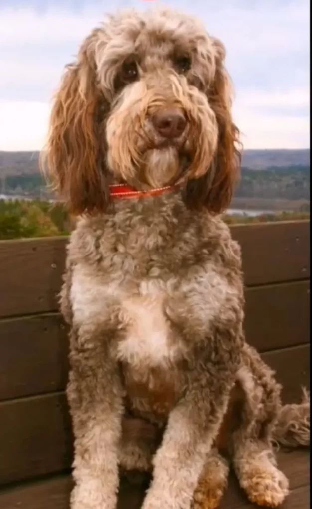 a majestic chocolate phantom goldendoodle