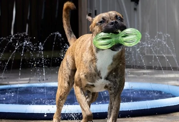 Dog playing with one of Easy and Fun Backyard Ideas To Keep Your Dogs Entertained