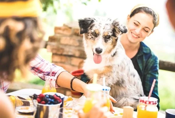 A dog sitting with his owner infront of food for a little backyard party Benefit from Tips for Keeping Your Dog Comfortable During Parties