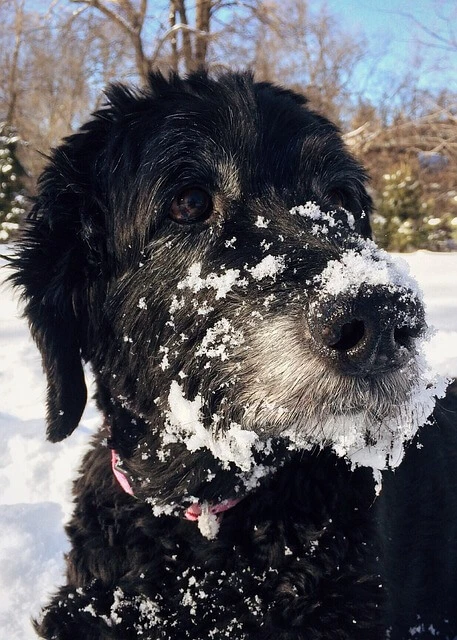A close-up of Black and white goldendoodle has snow on his face while playing