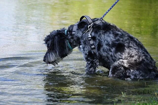 black and white goldendoodle soaked in a lake
