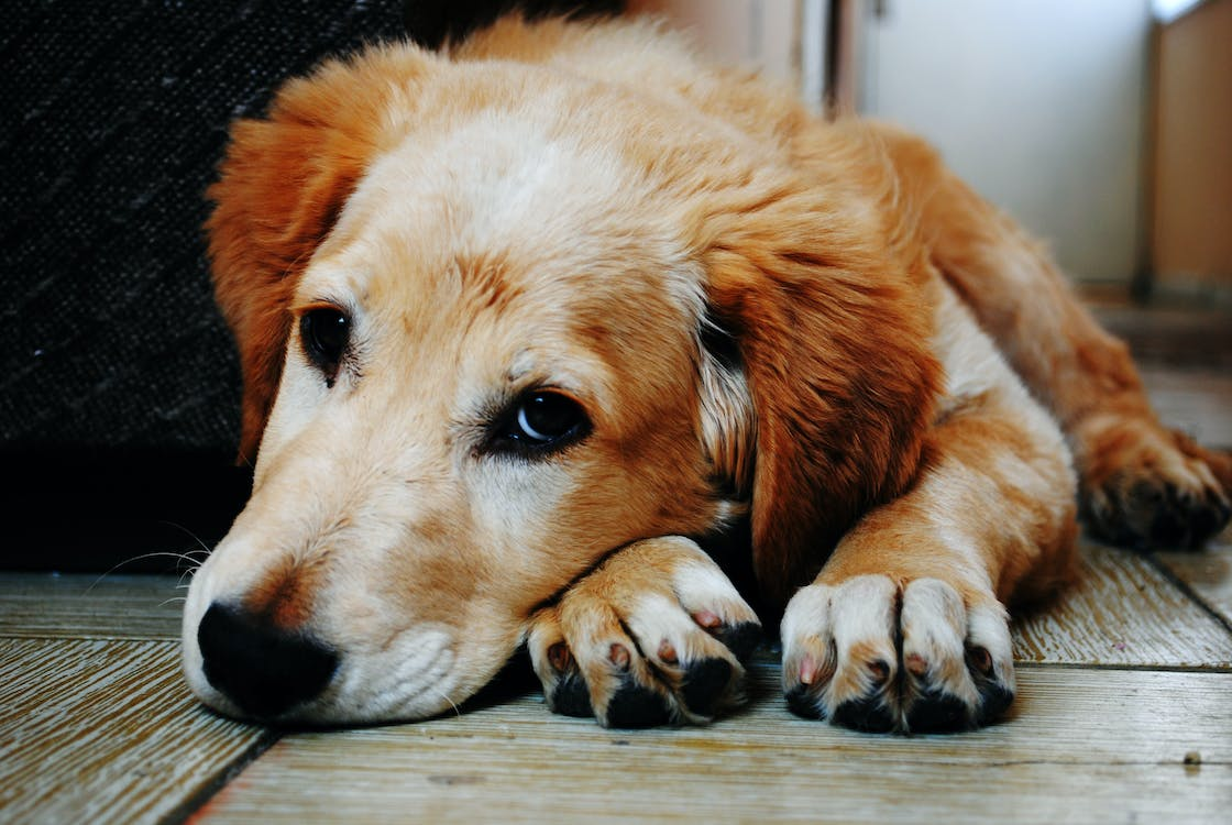 why your dog gets sick often? Read this article to learn the major reasons