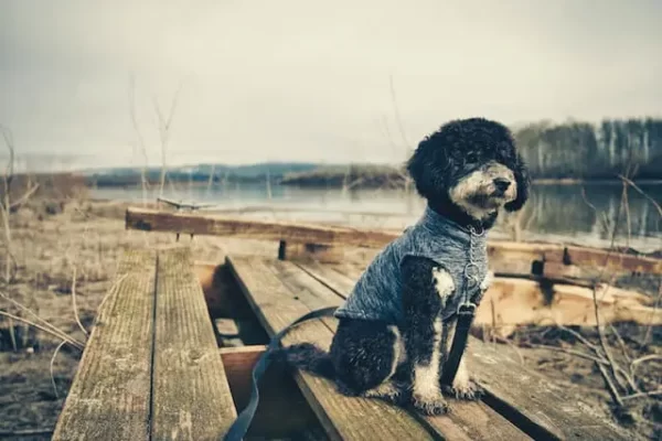 black and white goldendoodle sitting on a bench in a blue jacket