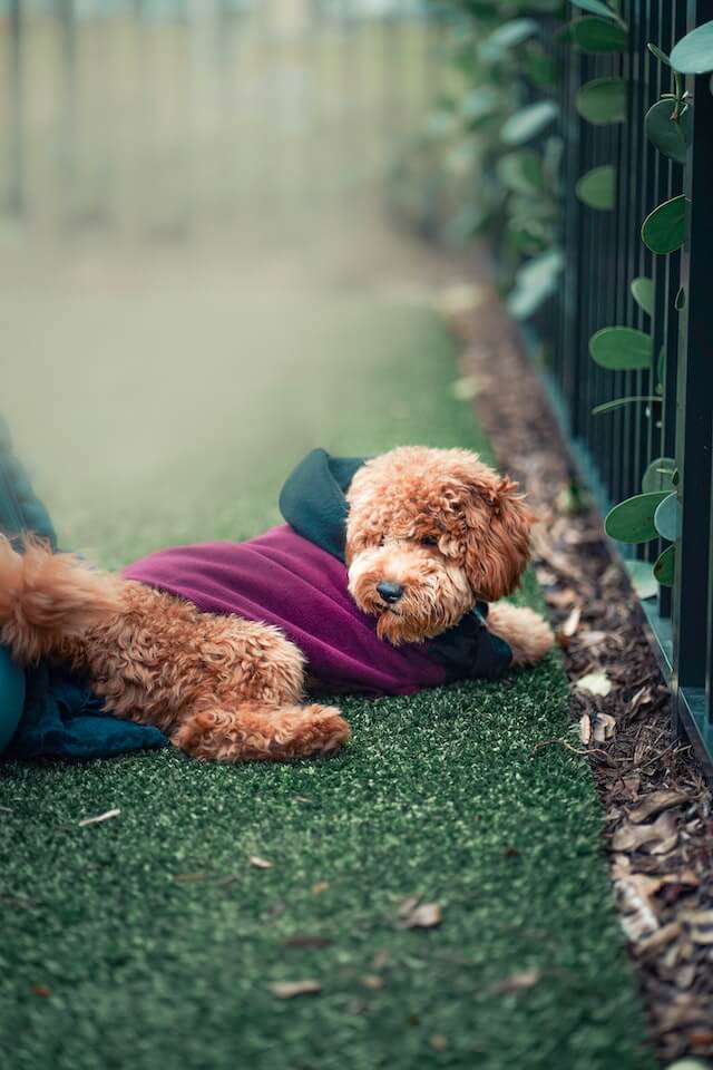 Petite Goldendoodle wearing a shirt relaxing on the grass