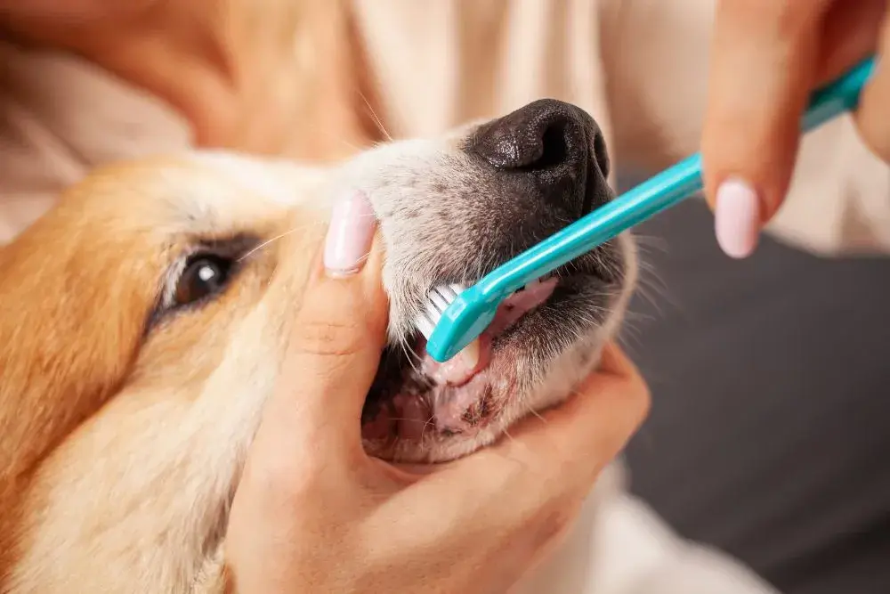 This article talks about how to brush your dog's teeth safely?