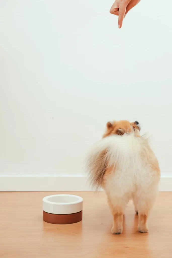 potty training for dogs