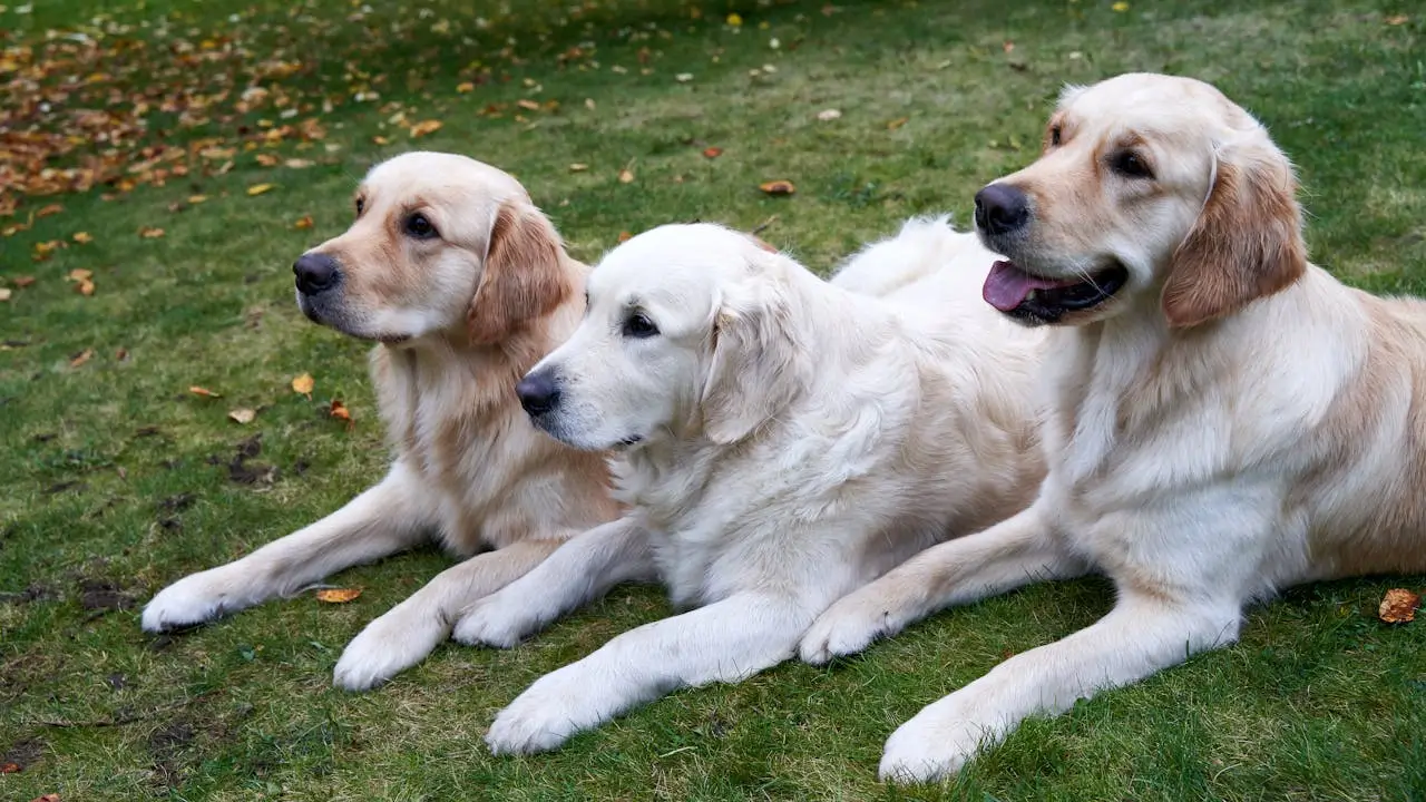 why are golden retrievers great family dogs